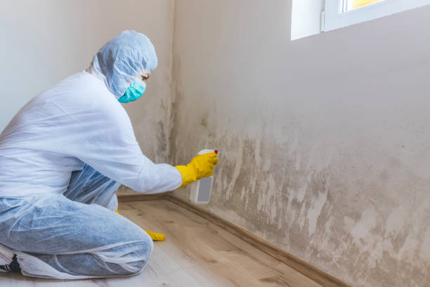 Licensed Mold Removal service in Morristown, NJ - WQB Mold Removal