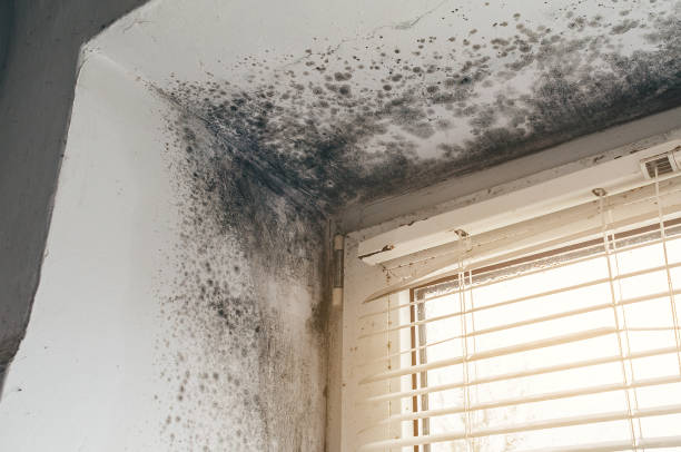 Affordable Mold Removal solutions in Morristown, NJ